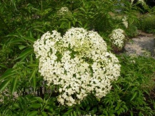 Elderberry